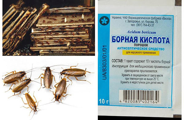 Как избавиться от тараканов: 10 эффективных средств