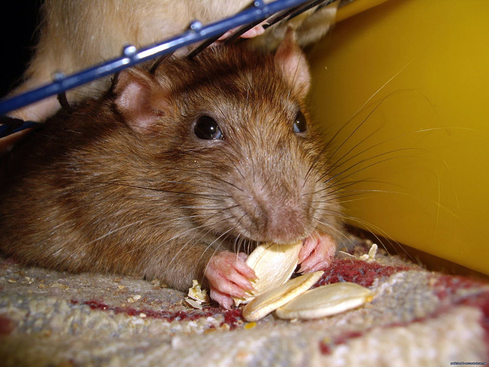 Что такое отпугиватели крыс и мышей? 
