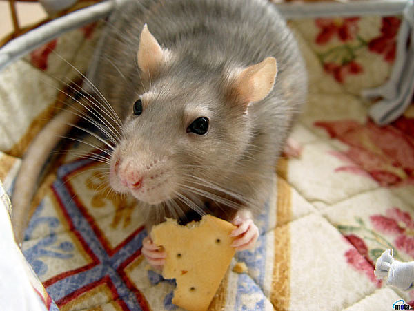 Отпугиватели крыс, мышей – лучшие средства защиты