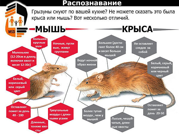Как отпугнуть мыш или крысу