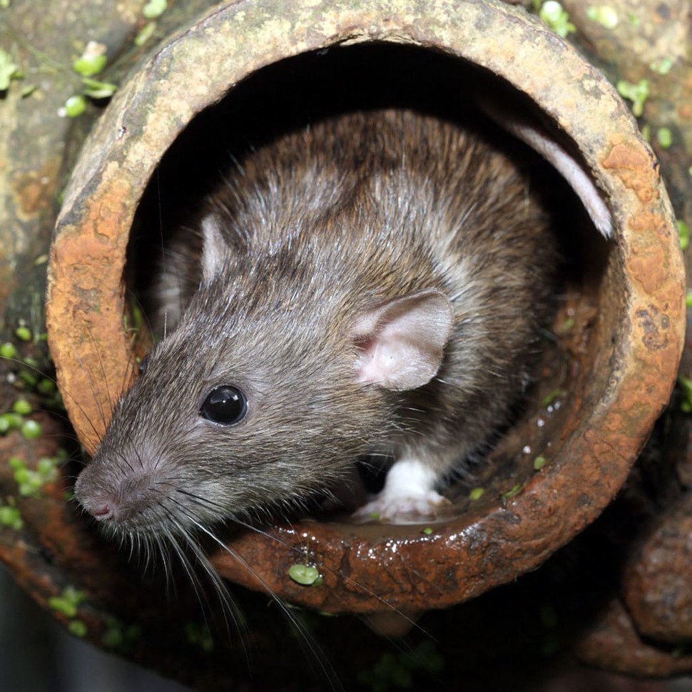 Где купить отпугиватели мышей?