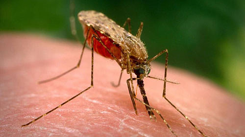 Ультразвуковые отпугиватели насекомых и комаров