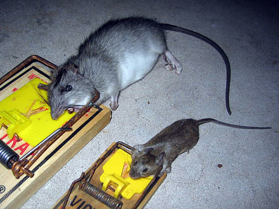 Как уничтожить крыс, избавиться от других грызунов в доме физически?