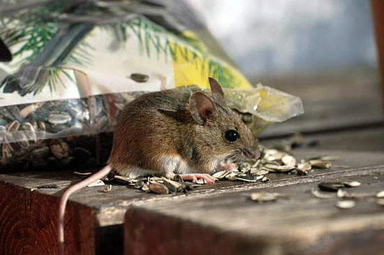 Как убраться после того, как мыши и крысы ушли
