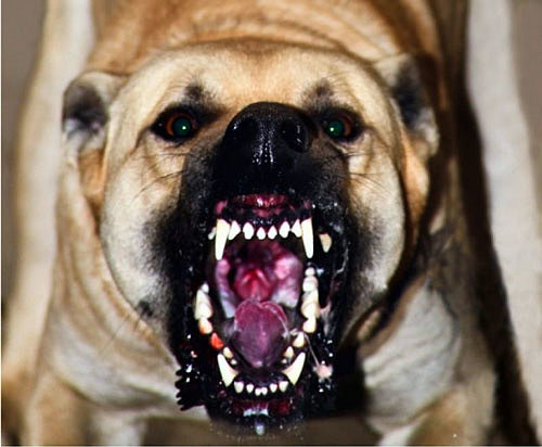 Существует несколько проверенных способов блокировать агрессию собаки