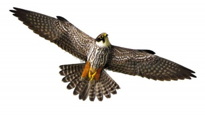 Хищник 2 (80х32 см) - визуальный отпугиватель птиц